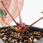 Anthurium Home, Sweet Home '32' x Dark & Handsome '9' by DocBlock® (wk29-M) - Image 7