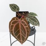 Anthurium Home, Sweet Home '32' x Dark & Handsome '9' by DocBlock® (wk29-M) - Image 2