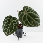 Anthurium Home, Sweet Home '32' x Dark & Handsome '9' by DocBlock® (wk30-C) - Image 2
