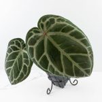 Anthurium Home, Sweet Home '32' x Dark & Handsome '9' by DocBlock® (wk30-C) - Image 4