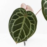 Anthurium Home, Sweet Home '32' x Dark & Handsome '9' by DocBlock® (wk30-C) - Image 5