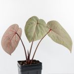 Anthurium Home, Sweet Home '32' x Dark & Handsome '9' by DocBlock® (wk30-C) - Image 6