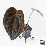Anthurium Home, Sweet Home '32'  x Red Velvet Cake '24' x by DocBlock® (wk28-H) - Image 2