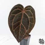 Anthurium Home, Sweet Home '32'  x Red Velvet Cake '24' x by DocBlock® (wk28-H)
