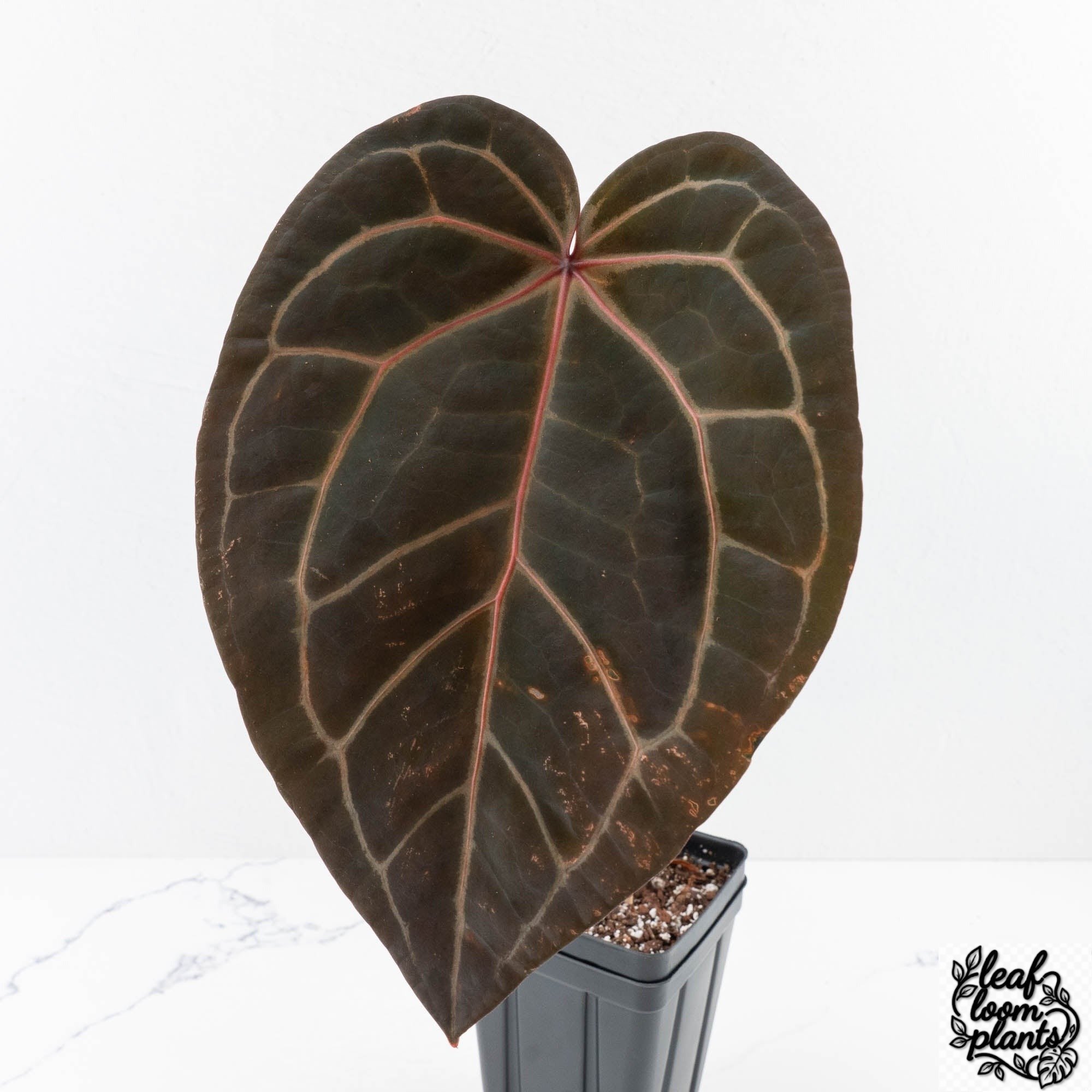 HomeSweetHome32xRedVelvetCake24-28H-3_f6e0620e-2ea2-4d0c-be4d-4a935569bfe9-2.jpg Clean Anthurium Home, Sweet Home '32' x Red Velvet Cake '24' x by DocBlock® (wk28-H) - Image 1