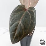 Anthurium Home, Sweet Home '32'  x Red Velvet Cake '24' x by DocBlock® (wk28-H) - Image 4