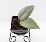 Hoya caudata 'Argene' (wk24-A)