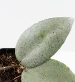 Hoya caudata 'Argene' (wk24-A) - Image 3
