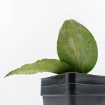 Hoya caudata 'Argene' (wk24-A) - Image 6