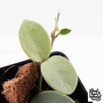 Hoya Mathilde Silver 'Grey Fairy' (wk30-J) - Image 3