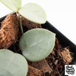 Hoya Mathilde Silver 'Grey Fairy' (wk30-J) - Image 4