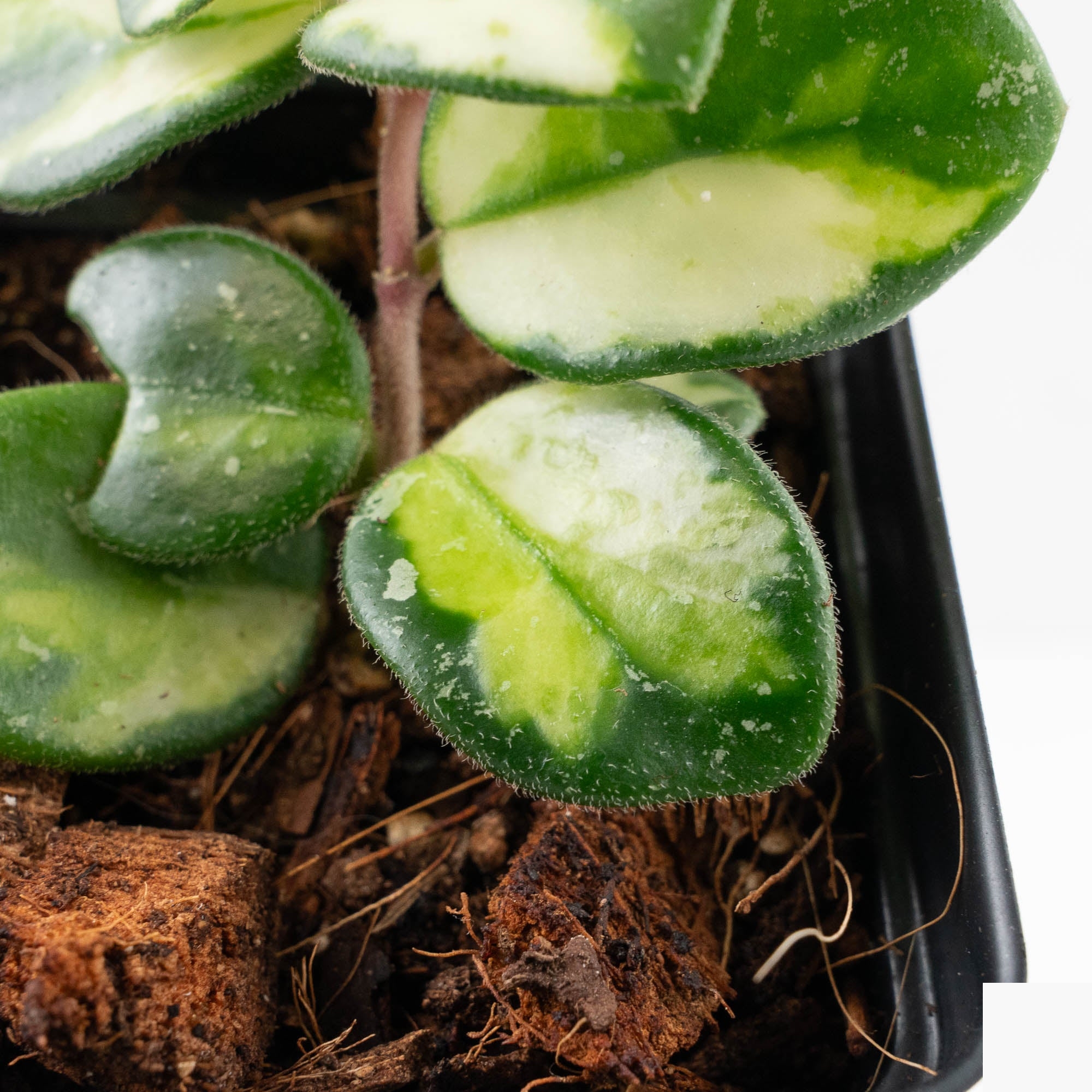 Rare Hoya plants for sale