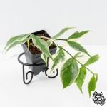 Hoya Polyneura Jasminka or Albomarginata Splash (wk30-I)