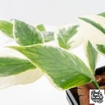 Hoya Polyneura Jasminka or Albomarginata Splash (wk30-I) - Image 6