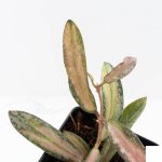 Hoya sigillatis inner variegated (wk28-B) - Image 3