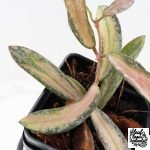 Hoya sigillatis inner variegated (wk28-B) - Image 6