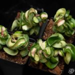 Hoya compacta inner variegated ‘Mauna Loa’ *Grower's Choice* - Image 3