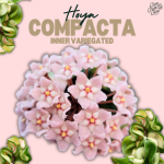 Hoya compacta inner variegated ‘Mauna Loa’ *Grower's Choice* - Image 2