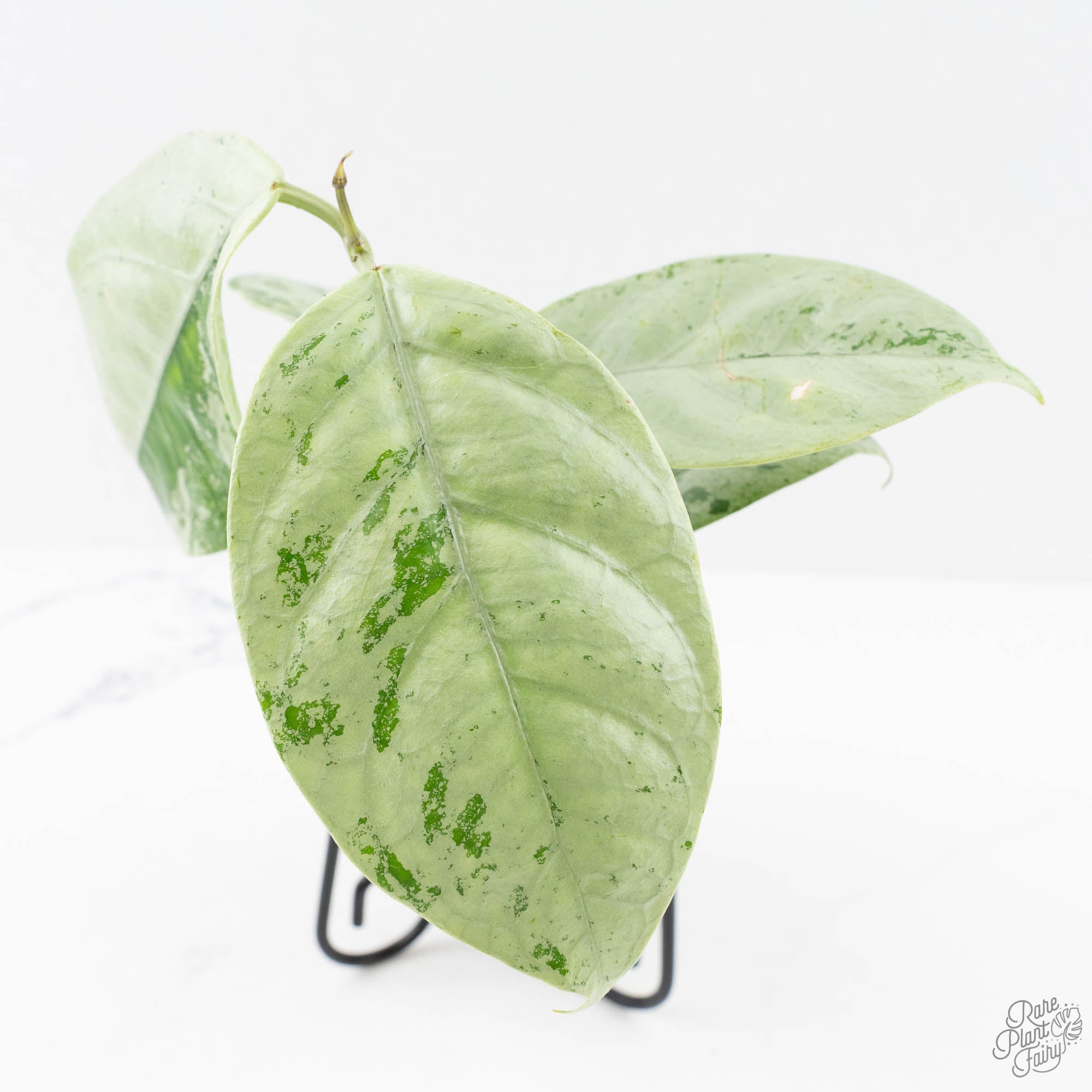 HoyacoriaceaSilver-27B-3-2.jpg Hoya coriacea 'Silver' (wk27-B) - Image 1