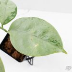 Hoya coriacea 'Silver' (wk27-B) - Image 4