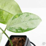 Hoya coriacea 'Silver' (wk27-B) - Image 5