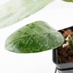Hoya coriacea 'Silver' (wk27-B) - Image 6