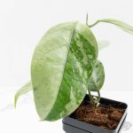 Hoya coriacea 'Silver' (wk27-B) - Image 7