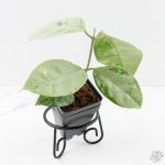 Hoya coriacea 'Silver' (wk27-B) - Image 3