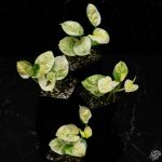 Epipremnum aureum 'Japanese Global' *Grower's Choice* - Image 2