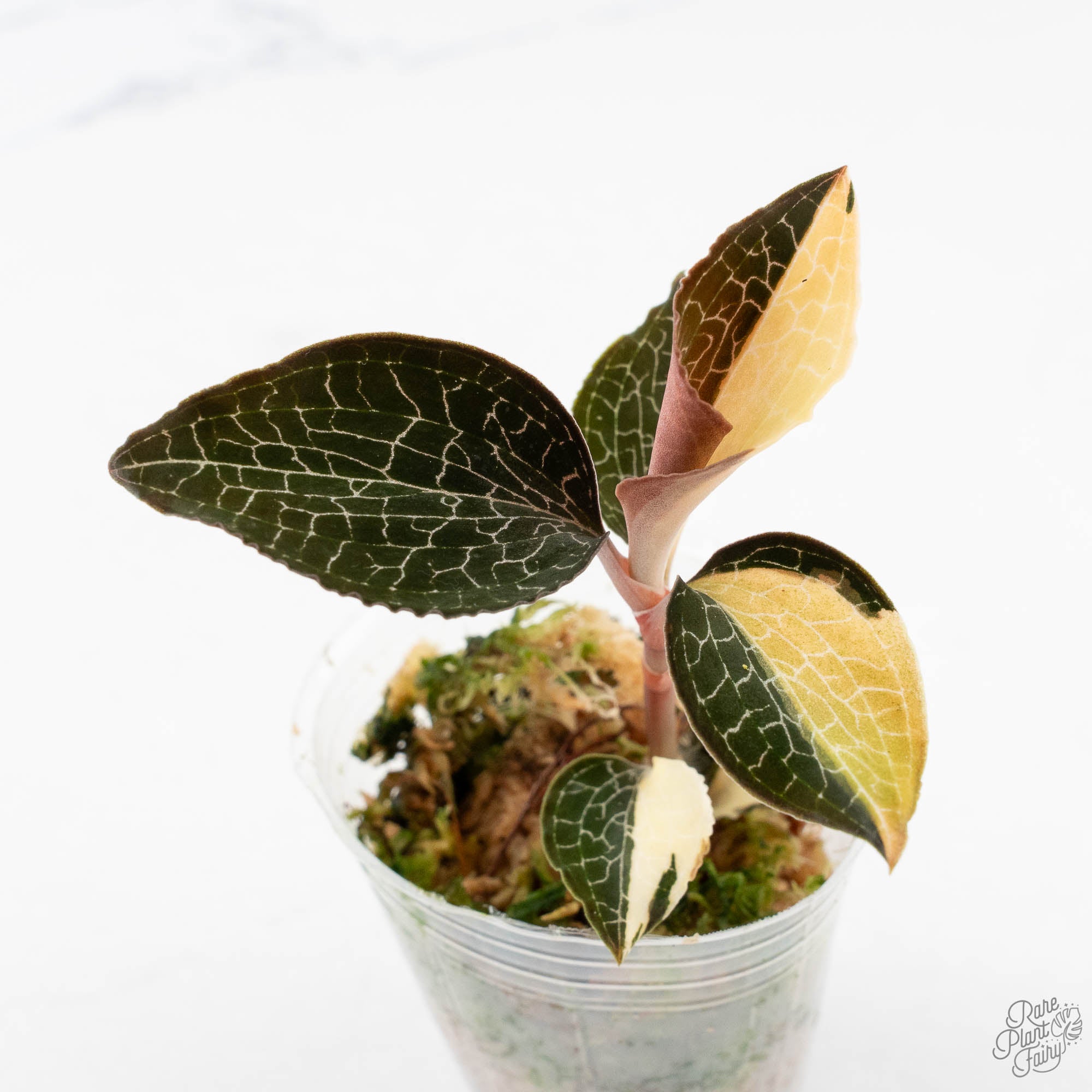 JewelOrchidGrower_sChoice-2-1.jpg Anoectochilus formosanus albo variegated jewel orchid - Image 1