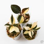 Anoectochilus formosanus albo variegated jewel orchid - Image 3