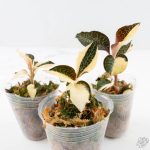 Anoectochilus formosanus albo variegated jewel orchid - Image 4