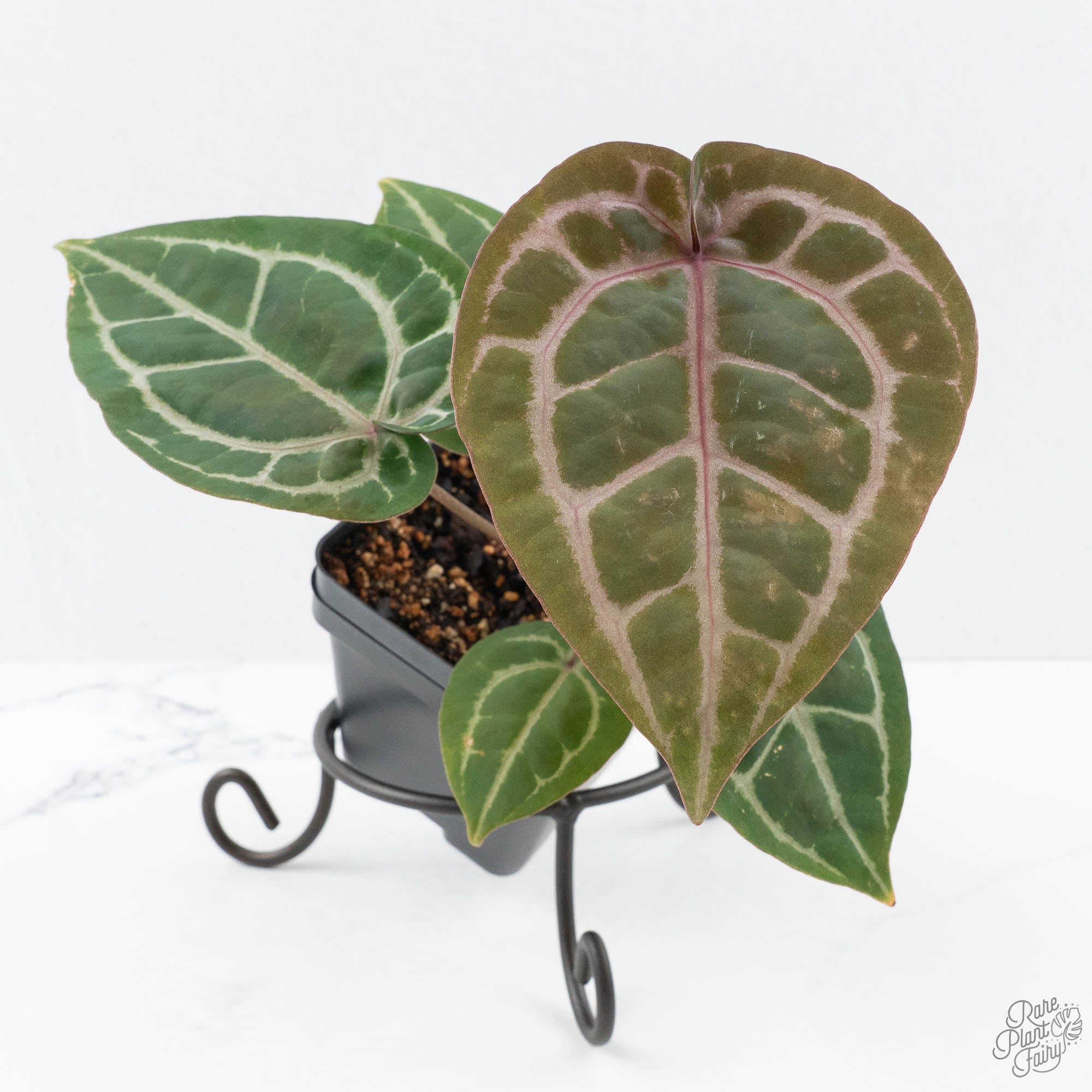Michelle10xHomeSweetHome32-25I-2-2.jpg Anthurium Michelle '10' x Home, Sweet Home '32' by DocBlock® (wk25-I) *Purple Veins* - Image 1