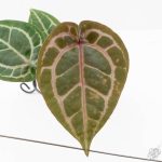 Anthurium Michelle '10' x Home, Sweet Home '32' by DocBlock® (wk25-I) *Purple Veins* - Image 3