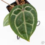 Anthurium Michelle '10' x Home, Sweet Home '32' by DocBlock® (wk25-I) *Purple Veins* - Image 4