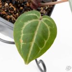 Anthurium Michelle '10' x Home, Sweet Home '32' by DocBlock® (wk25-I) *Purple Veins* - Image 5