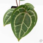 Anthurium Michelle '10' x Home, Sweet Home '32' by DocBlock® (wk25-I) *Purple Veins* - Image 6