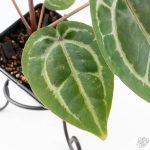 Anthurium Michelle '10' x Home, Sweet Home '32' by DocBlock® (wk25-I) *Purple Veins* - Image 7