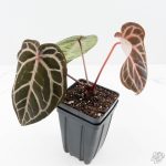 Anthurium Michelle '10' x Home, Sweet Home '32' by DocBlock® (wk25-K)