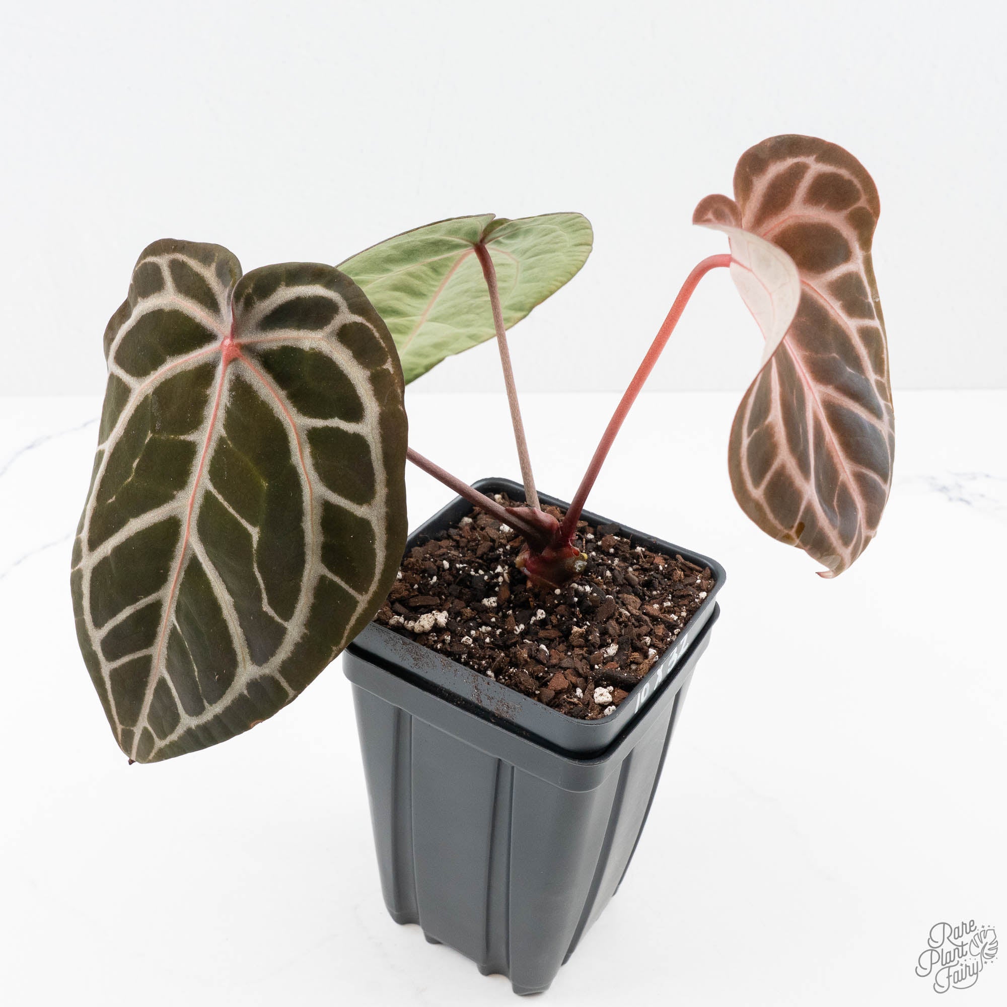 Michelle10xHomeSweetHome32-25K-2-2.jpg Anthurium Michelle '10' x Home, Sweet Home '32' by DocBlock® (wk25-K) - Image 1