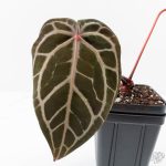 Anthurium Michelle '10' x Home, Sweet Home '32' by DocBlock® (wk25-K) - Image 3