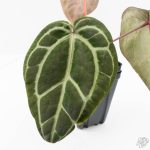 Anthurium Michelle '10' x Home, Sweet Home '32' by DocBlock® (wk25-K) - Image 4