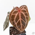 Anthurium Michelle '10' x Home, Sweet Home '32' by DocBlock® (wk25-K) - Image 5