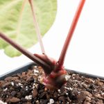 Anthurium Michelle '10' x Home, Sweet Home '32' by DocBlock® (wk25-K) - Image 6