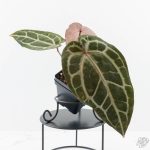 Anthurium Michelle '10' x Home, Sweet Home '32' by DocBlock® (wk26-G) - Image 2