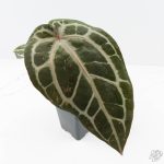 Anthurium Michelle '10' x Home, Sweet Home '32' by DocBlock® (wk26-G) - Image 4