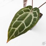 Anthurium Michelle '10' x Home, Sweet Home '32' by DocBlock® (wk26-G) - Image 5