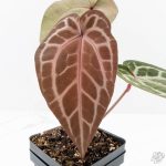 Anthurium Michelle '10' x Home, Sweet Home '32' by DocBlock® (wk26-G)