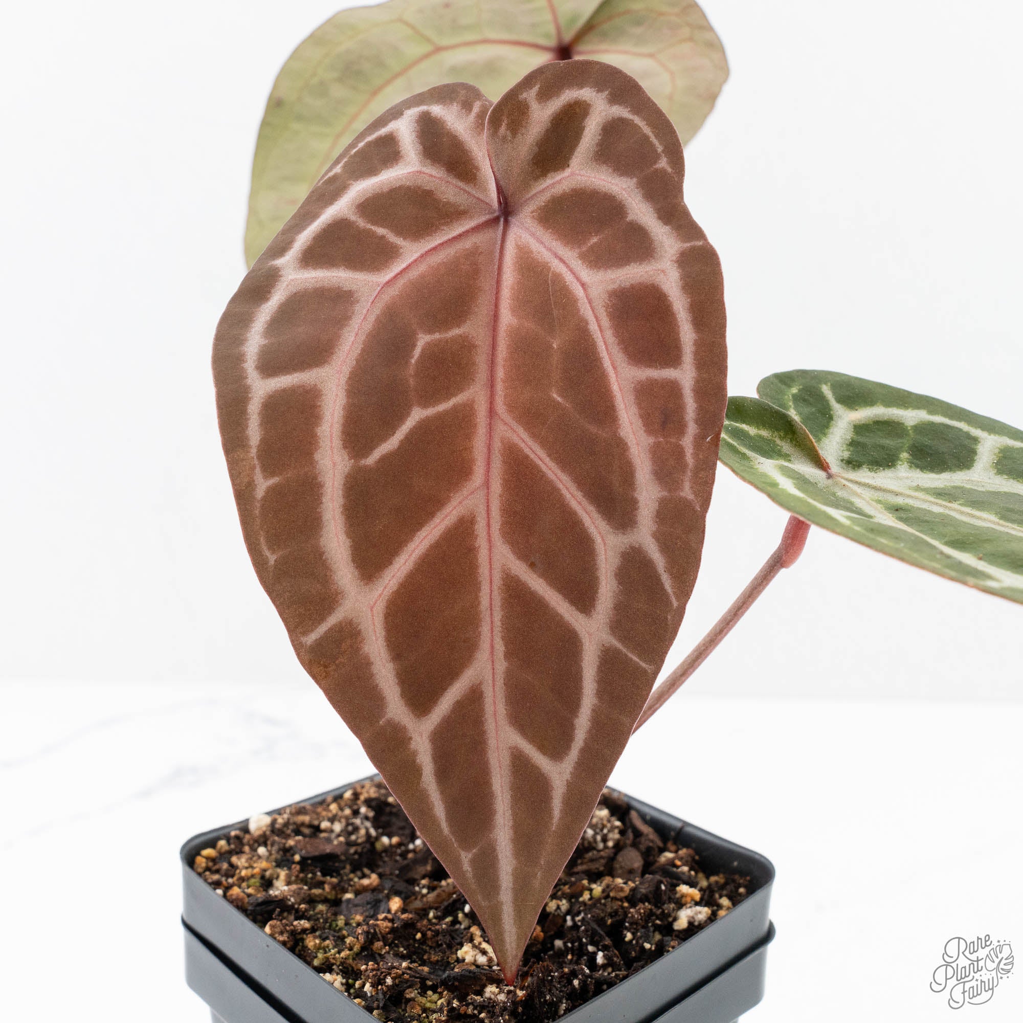 Michelle10xHomeSweetHome32-26G-5-2.jpg Anthurium Michelle '10' x Home, Sweet Home '32' by DocBlock® (wk26-G) - Image 1