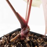 Anthurium Michelle '10' x Home, Sweet Home '32' by DocBlock® (wk26-G) - Image 6